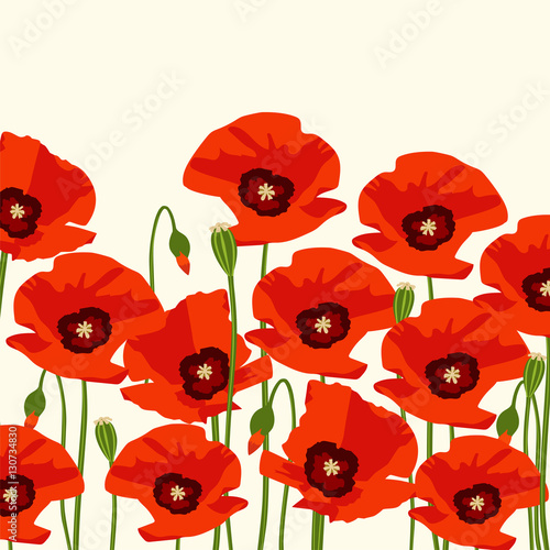 The poppy flowers. Vector illustration