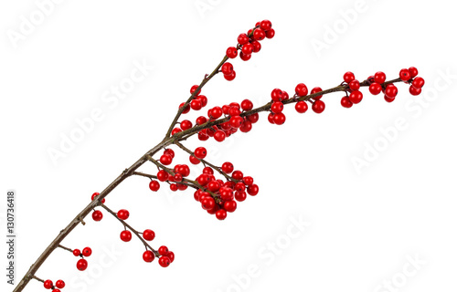 branch with red berries