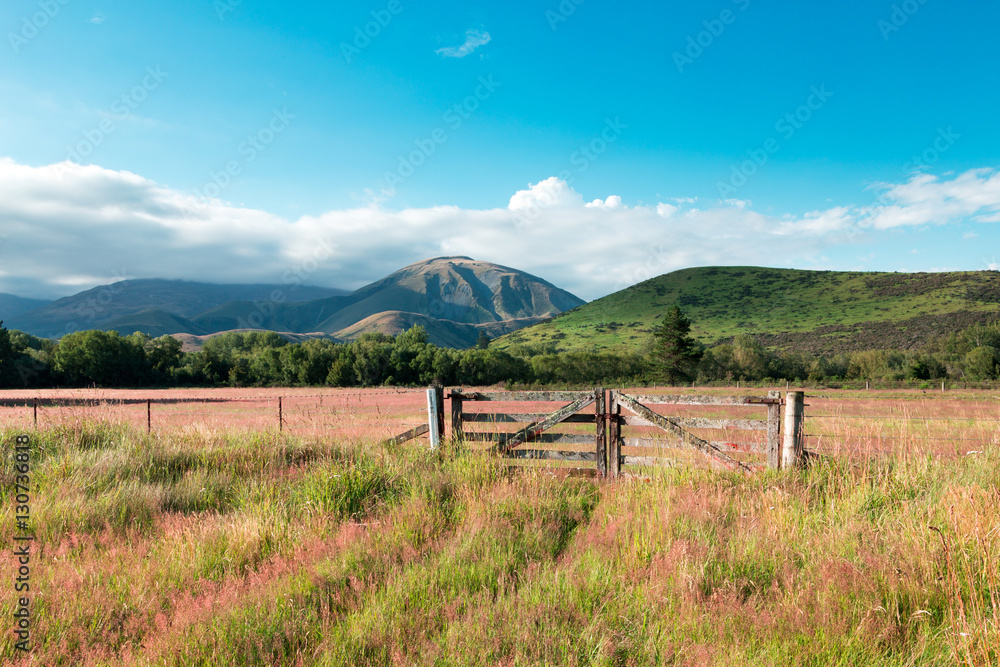 Fototapeta premium pasture in summer sunny day in New Zealand