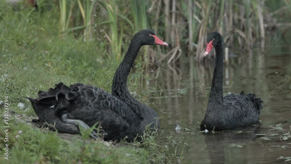 Two black swan floats in a pond Two black swan floats in a pond