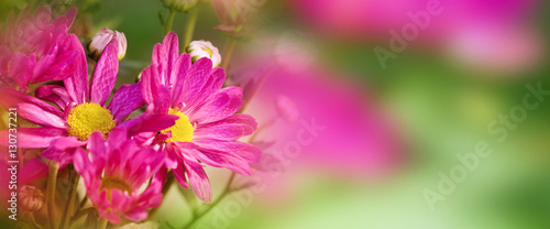 Spring background with flower