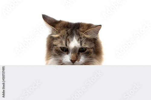 fluffy kitten sits on a white background behind the banner © evgenyi