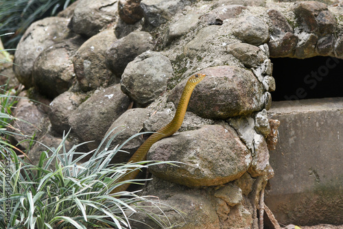 Snake looking up curious for food. Indian rat snake, Ptyas mucosa are non-venomous reptiles among stones. photo