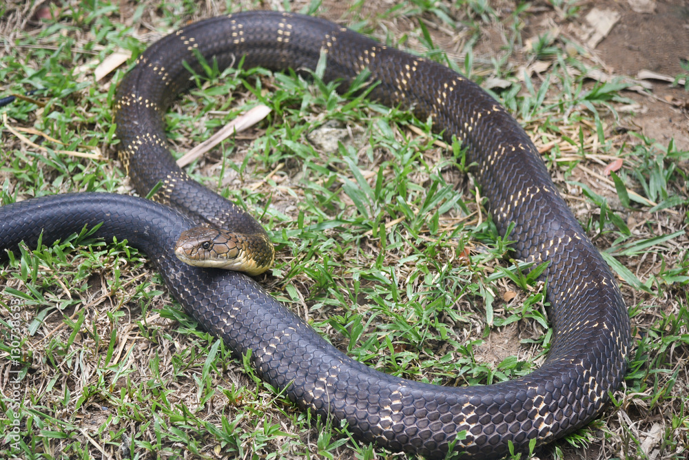 Obraz premium Snake King Cobra (Ophiophagus hannah), world's longest black venomous reptiles crawling is a dangerous beast .Beautiful snake skin with yellow stripes. National park Karnataka India forest