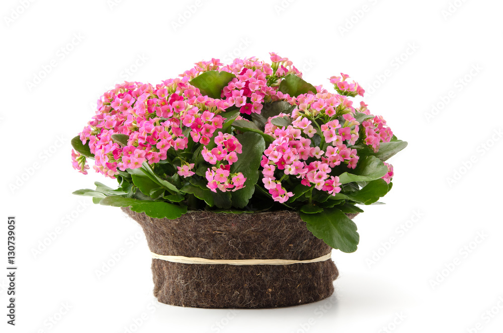 Fototapeta premium Kalanchoe
