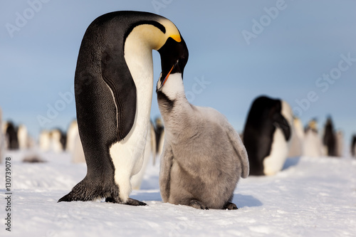 Emperor penguin feeding hungry chick