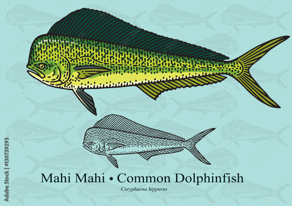 Naklejka premium Mahi Mahi, Common Dolphinfish. Vector illustration for artwork in small sizes. Suitable for graphic and packaging design, educational examples, web, etc.