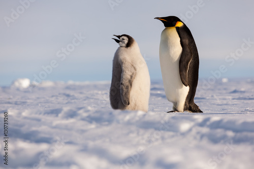 Emperor penguin chick calling for food