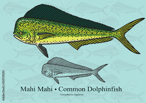 Mahi Mahi, Common Dolphinfish. Vector illustration for artwork in small sizes. Suitable for graphic and packaging design, educational examples, web, etc.