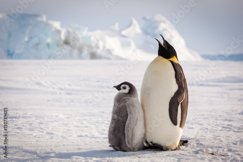 Emperor penguin mom singing song for chick
