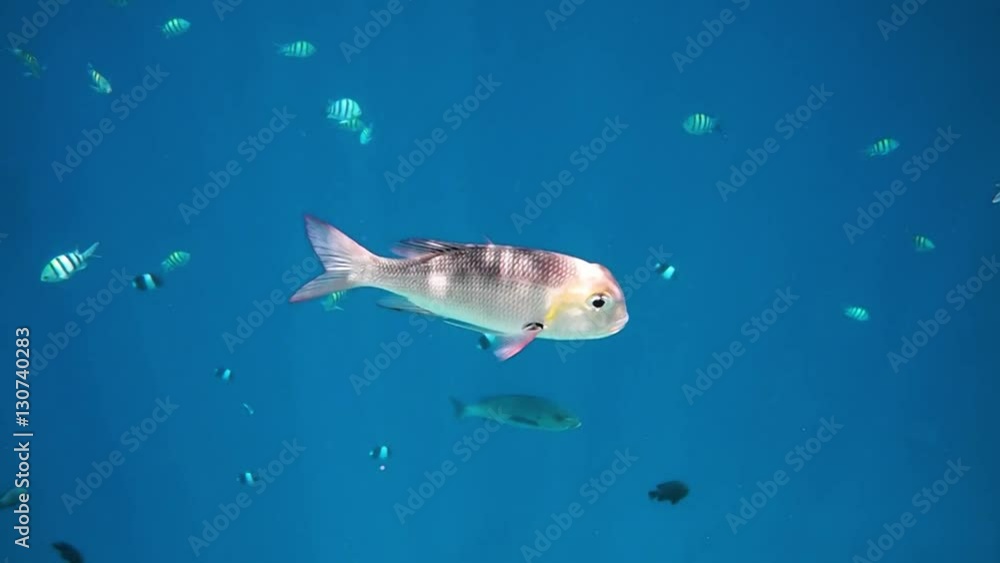 Topical saltwater fish ,clownfish - Coral reef in the Maldives Topical saltwater fish ,clownfish - Coral reef in the Maldives