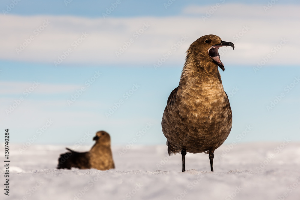 Antarctic Skua (Catharacta antarctica) screaming on ice StockFoto