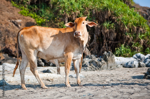 Корова на пляже в Индии, Гоа / Cow on the beach in India, Goa