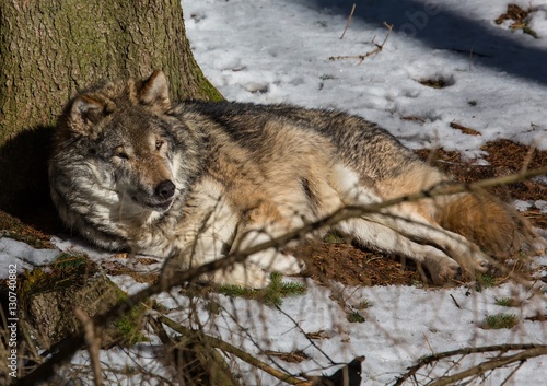 A Wolf  canis lupus  in winter in a german deer park
