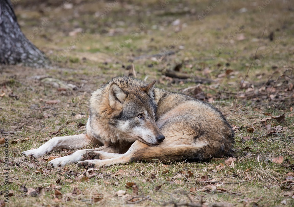 A Wolf (canis lupus) at a german deer park in summer A Wolf (canis lupus) at a german deer park in summer