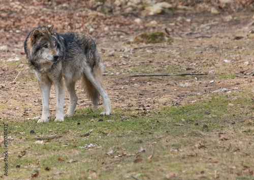 A Wolf  canis lupus  at a german deer park in summer