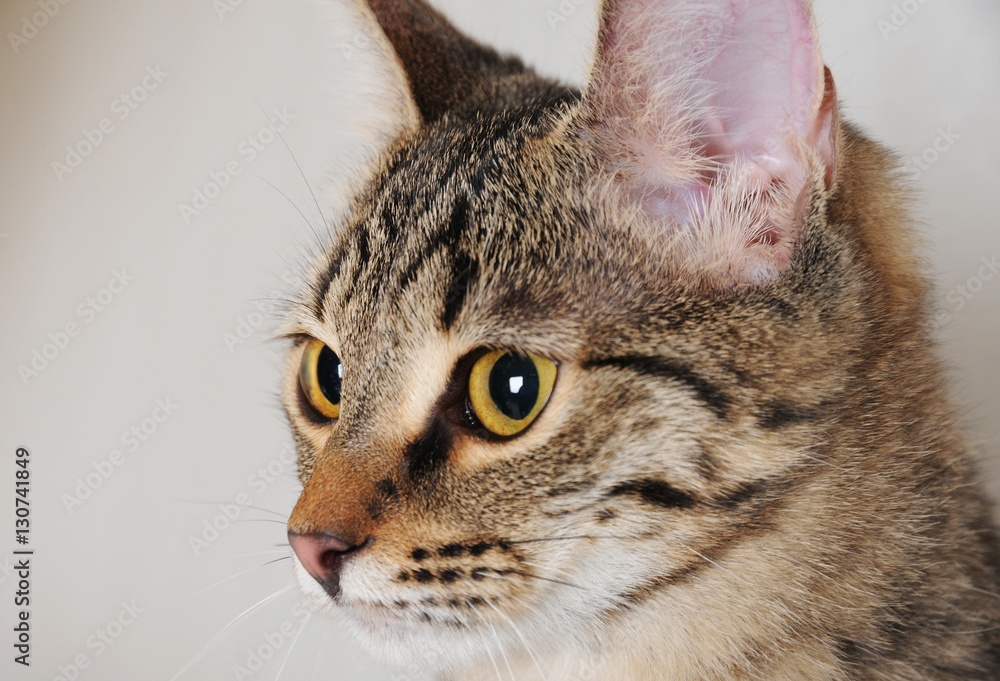 Tabby cat in profile, close-up portrait