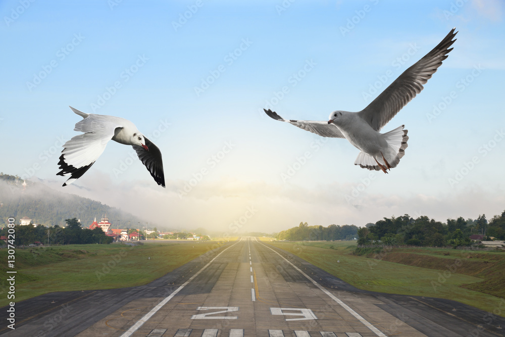 Fototapeta premium Seagulls flying over the airport runway with mountain in countryside