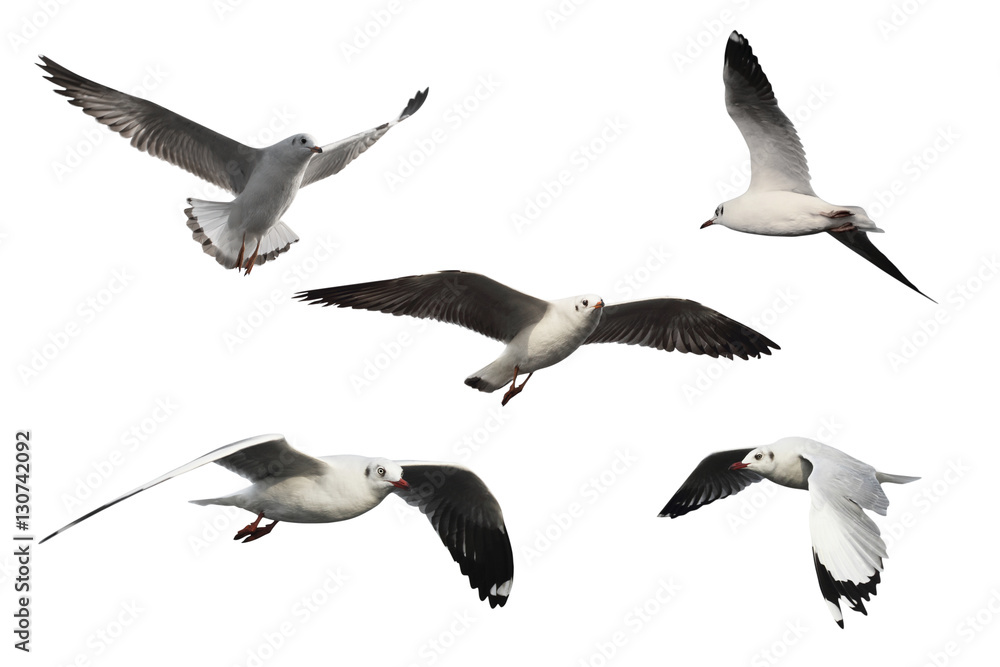 Naklejka premium set of seagulls isolated on white background - clipping paths