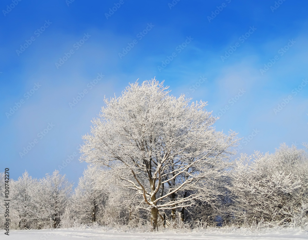 Fototapeta premium Winter landscape. Snow covered trees.