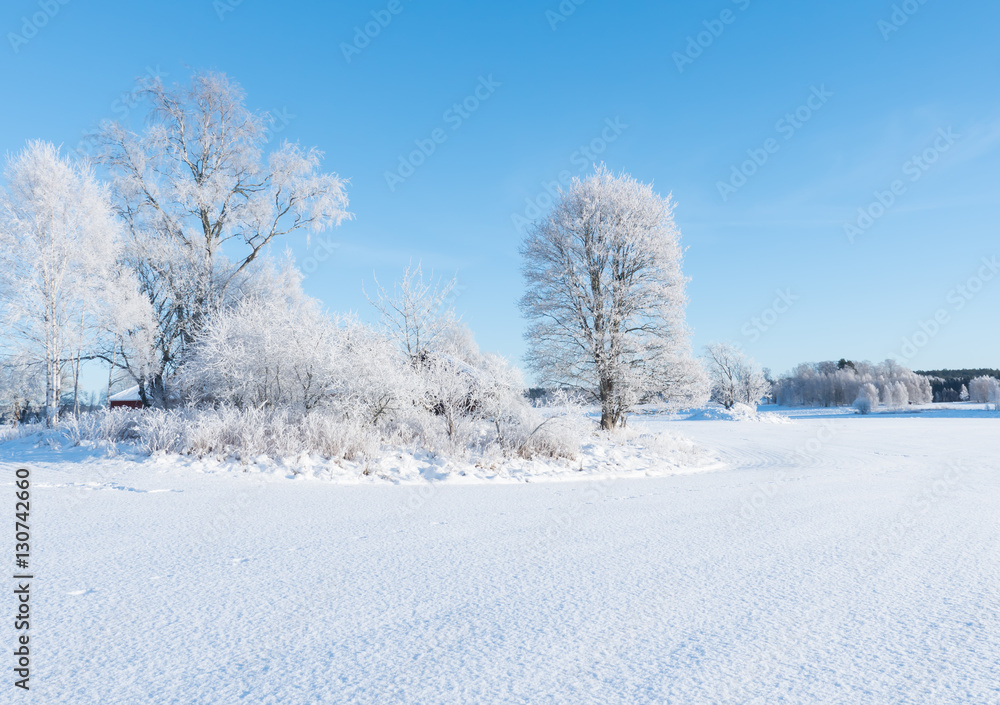 Fototapeta premium Wintry landscape and tree covered with white frost