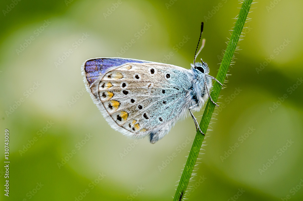 Fototapeta Papillon azuré sur une tige