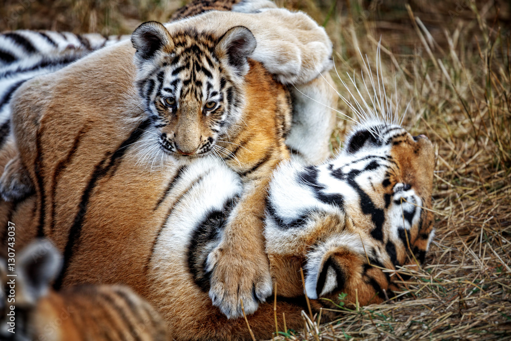 Obraz premium tygrysica z cubem. matka tygrysa i jej młode