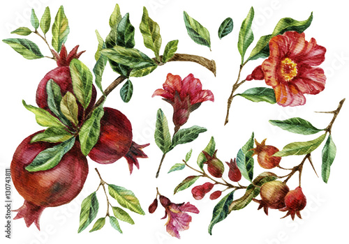 Fotografie Watercolor hand painted pomegranate branches and flowers