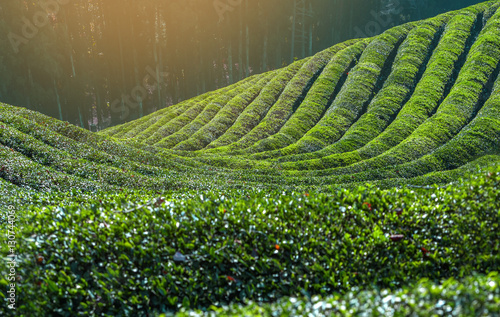 Daehandawon Green tea plantation in Boseong,South Korea.. photo