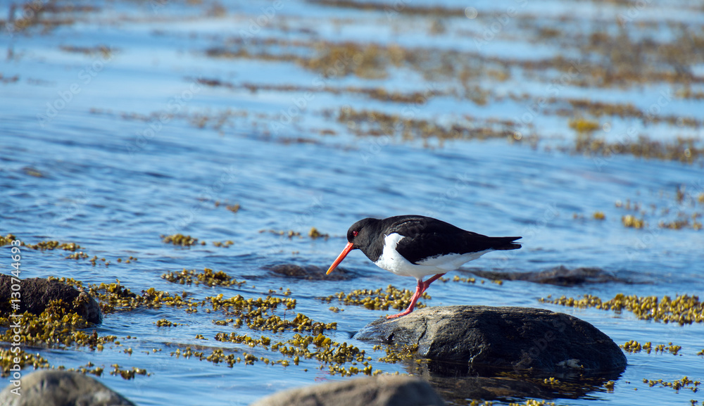 Fototapeta premium oystercatcher marsh bird fisher of fish and shellfish nesting colony on the island of Runde nature reserve for seabirds Norway