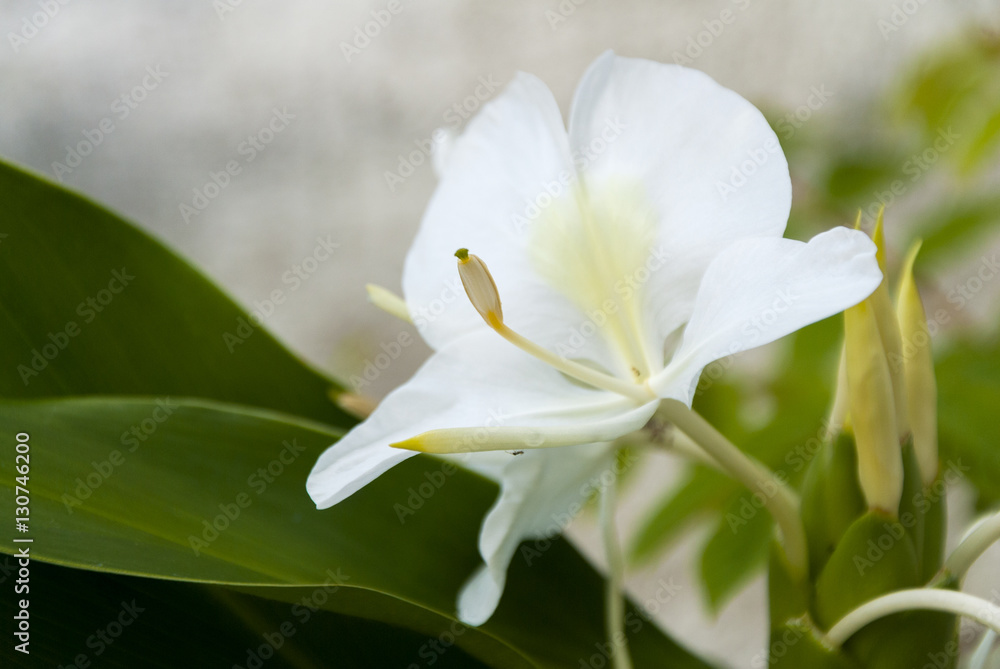 Obraz premium White ginger lily, Hedychium coronarium, flower of the Zingiberaceae family originating in Asia and famous for its perfume in Guatemala.