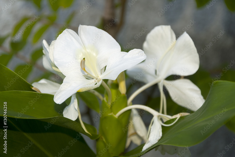 Fototapeta premium White ginger lily, Hedychium coronarium, flower of the Zingiberaceae family originating in Asia and famous for its perfume in Guatemala.