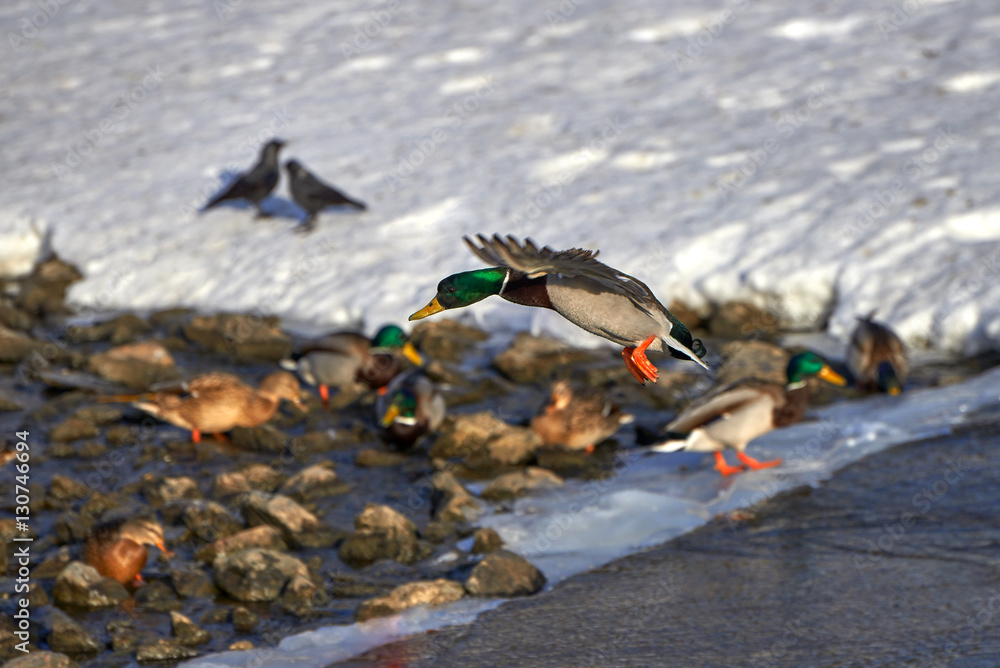 Fototapeta premium Flying duck. Winter. Russia.