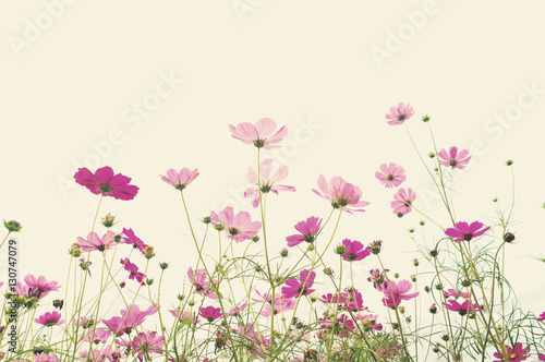 Soft focus cosmos flower background © Nueng