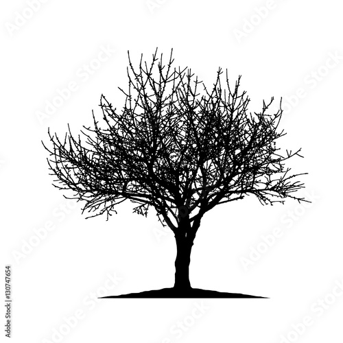 Realistic cherry tree silhouette (Vector illustration).eps10