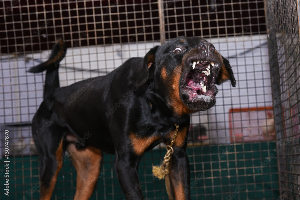 Are Rottweiler Dangerous
