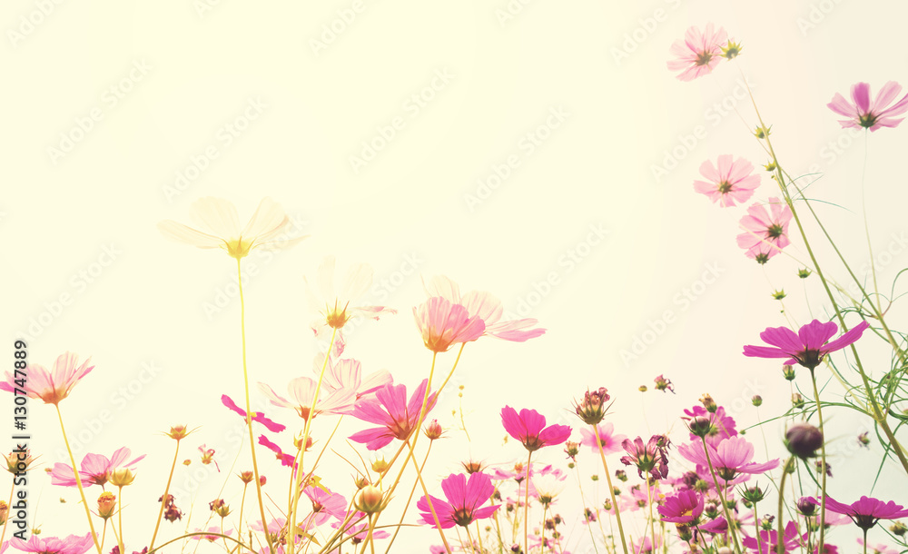 Soft focus cosmos flower with sunlight Soft focus cosmos flower with sunlight