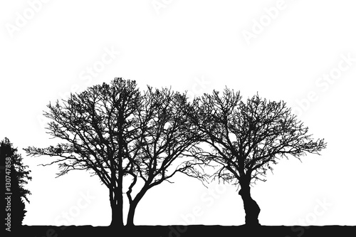 Realistic trees silhouette (Vector illustration).eps10
