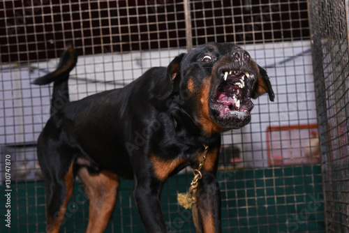 Barking enraged Rottweiler dog outdoors. The dog looks aggressive, dangerous and may be infected by rabies.