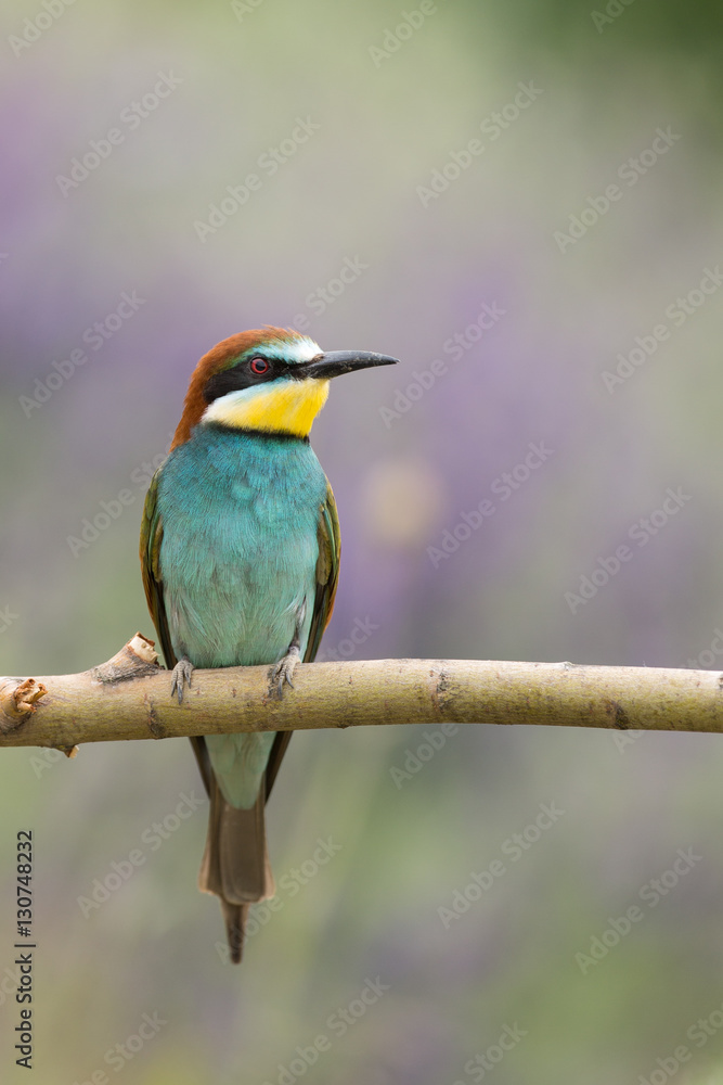 Fototapeta premium European Bee-eater