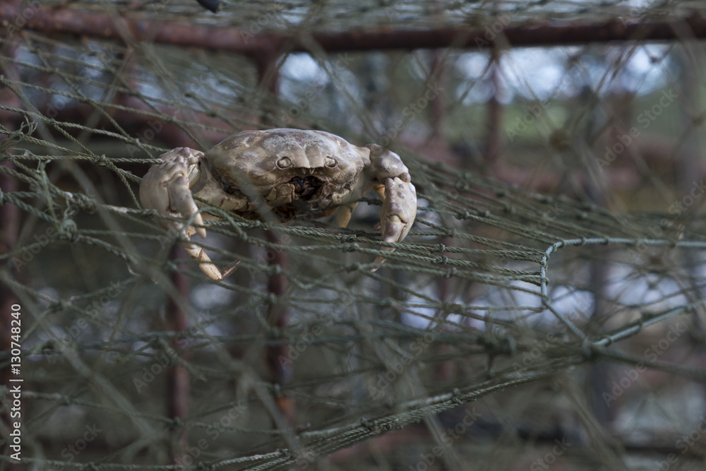 Fototapeta premium ecological destroy by fisherman