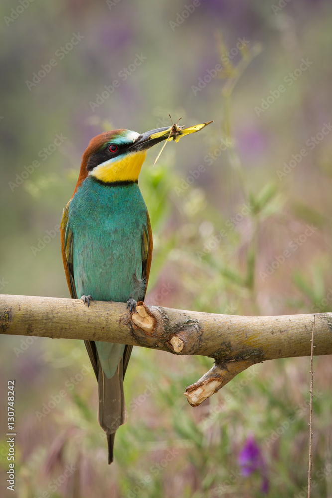 European Bee-eater European Bee-eater