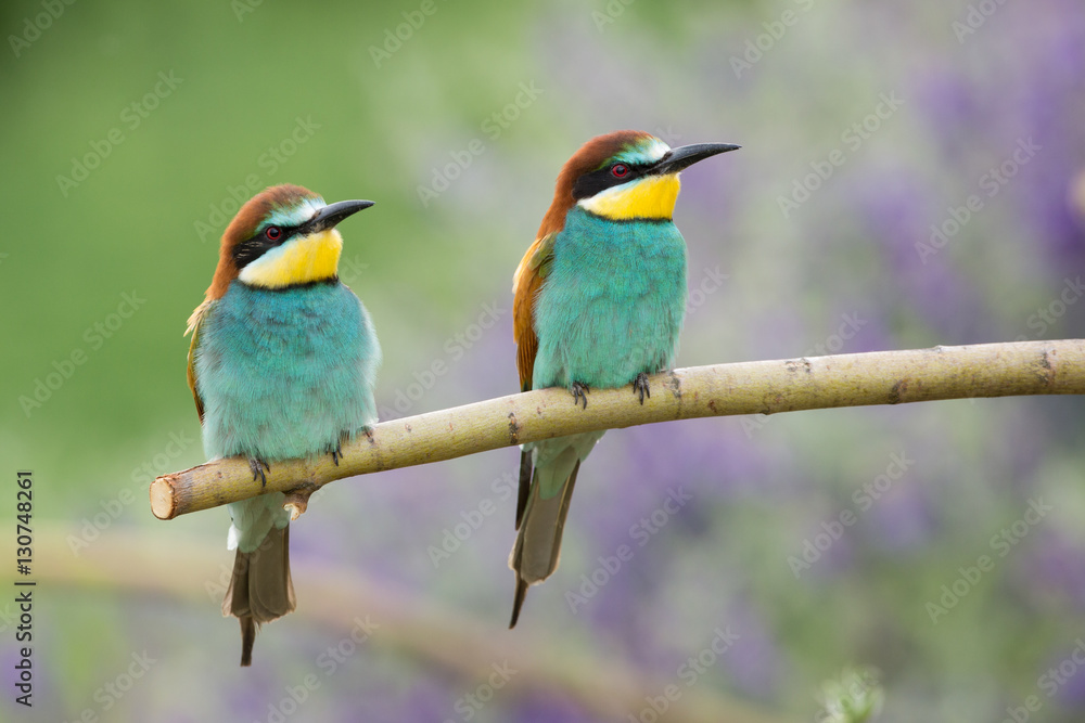 European Bee-eater European Bee-eater