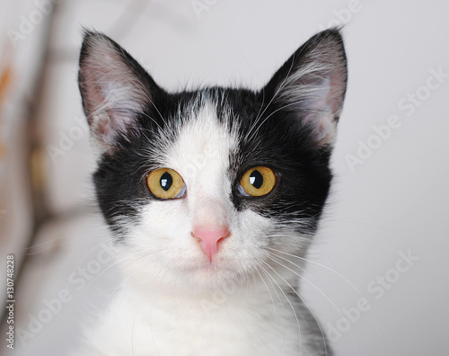 Black and white cat, close portrait