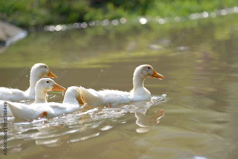 duck swim