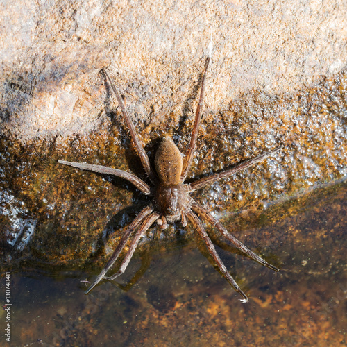 Spider on a rock