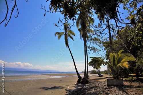 Puerto Jimenez Palms