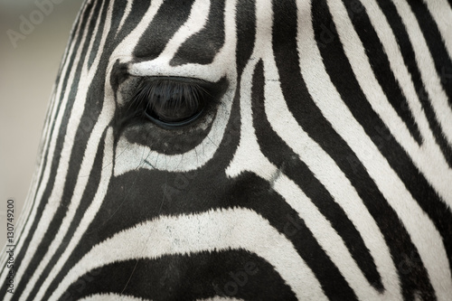 Zebra s head