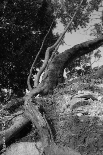 Persistent Nature