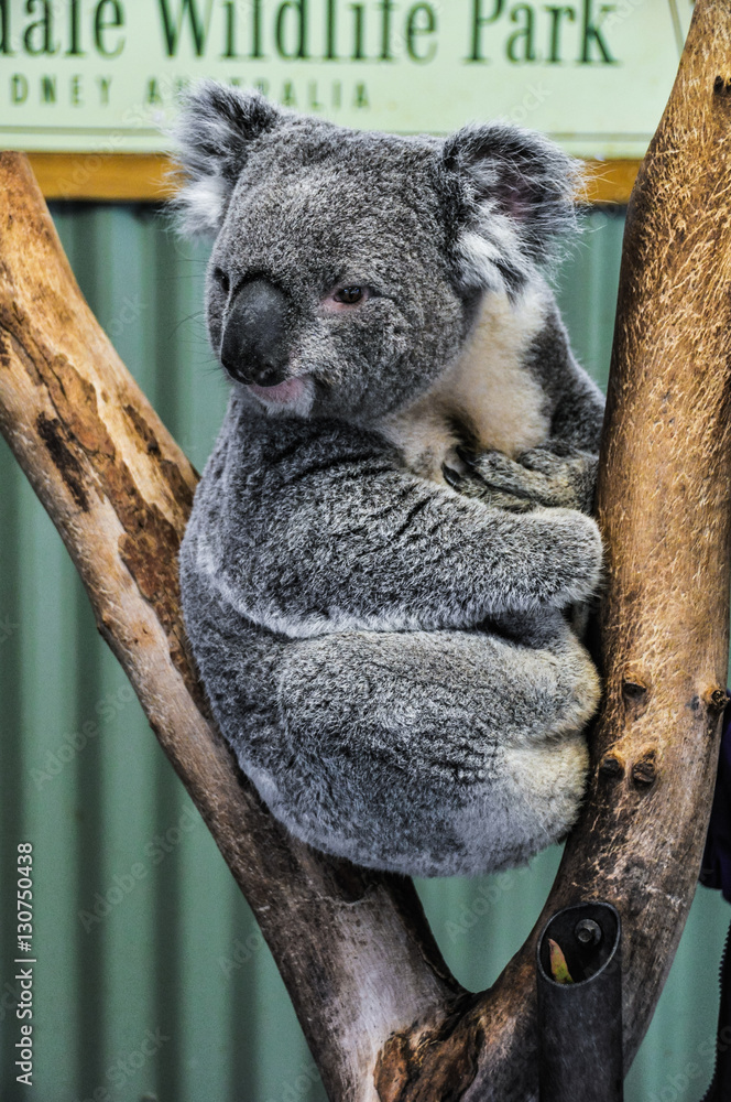 Fototapeta premium Watching koala in Featherdale Wildlife Park, Australia